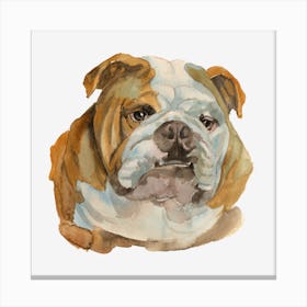 The English Bulldog Canvas Print