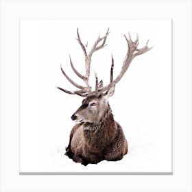 Stag In Snow 2 Square Canvas Print