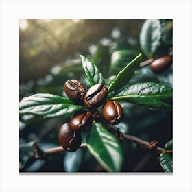 Coffee Beans On A Tree 71 Canvas Print