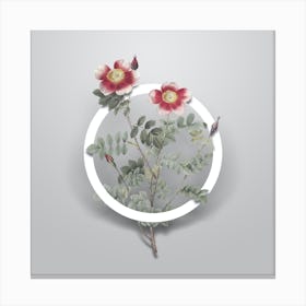 Vintage Variegated Burnet Rose Minimalist Floral Geometric Circle on Soft Gray n.0250 Canvas Print