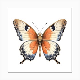 Butterfly 29 Canvas Print