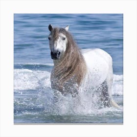 White horse in the sea Canvas Print