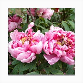 Pink Peonies in Japan 1 Canvas Print