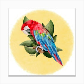 Ara perroquet  Canvas Print