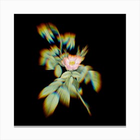 Prism Shift Apple Rose Botanical Illustration on Black n.0134 Canvas Print