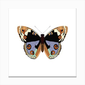 American Lady Butterfly Square Canvas Print