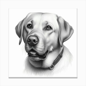 Labrador Retriever portrait in pencil drawing Canvas Print