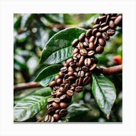 Coffee Beans On The Tree 2 Canvas Print