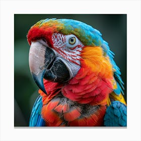 Colorful Parrot 33 Canvas Print