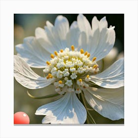 Queen Anne's Lace Canvas Print