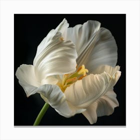 White Tulip Canvas Print