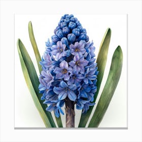 Hyacinth 4 Canvas Print