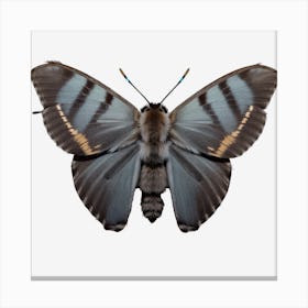 Butterfly 1 Canvas Print