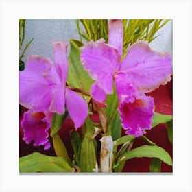 Orchids 37 Canvas Print