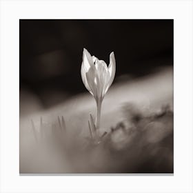 Crocus Sepia Tone Botanical Photography Canvas Print