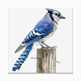 Blue Jay 3 Canvas Print