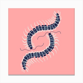 Centipede Square Canvas Print