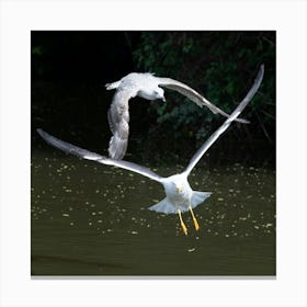 Seagulls In Flight Canvas Print