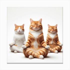 Three cats meditating Canvas Print