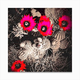 Cactus Blooms Canvas Print