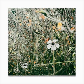 In The Garden hedge row  Canvas Print