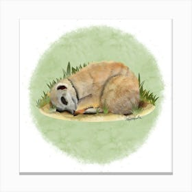 Meerkat/Suricate Canvas Print