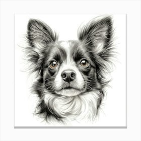 Papillon Canvas Print