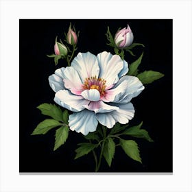 White Rose On Black Background Canvas Print