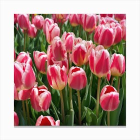 Pink Tulips Canvas Print