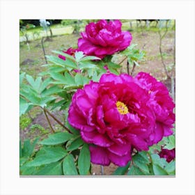 Peonies Canvas Print