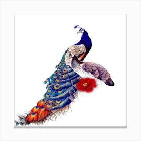 Peacock Peafowl Bird Canvas Print