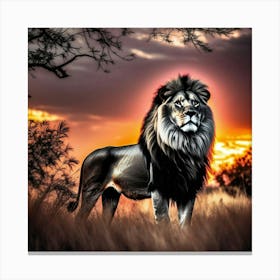 Lion At Sunset 21 Canvas Print
