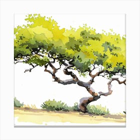 California Tree Canvas Print