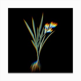 Prism Shift Gladiolus Xanthospilus Botanical Illustration on Black n.0327 Canvas Print