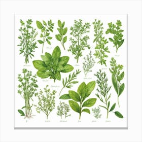 Kitchen Herbs Art Print 2 Canvas Print