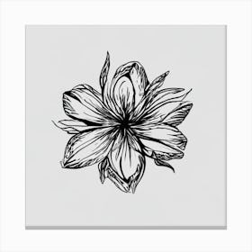 Lily Drawing Canvas Print