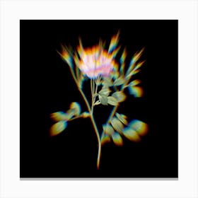 Prism Shift Anemone Flowered Sweetbriar Rose Botanical Illustration on Black n.0302 Canvas Print