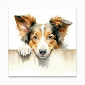 Border Collie 11 Canvas Print