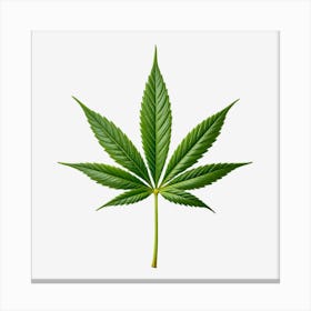 Marijuana Leaf Isolated On Black Background Canvas Print