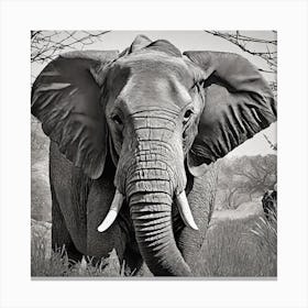 Black And White Elephant Canvas Print