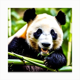 Panda Bear Eating Bamboo 5 Canvas Print