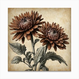 Chrysanthemums Canvas Print