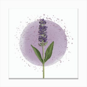 Lavender Flower Canvas Print