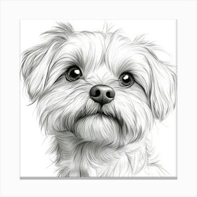 Lhasa Apso 1 Canvas Print