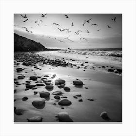 Black And White Seagulls Canvas Print