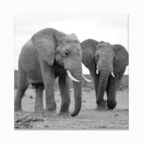 Elephants Canvas Print
