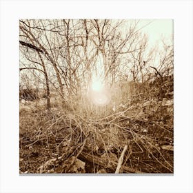 Sun Shines Through The Trees Canvas Print