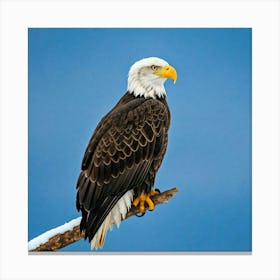 Bald Eagle Canvas Print