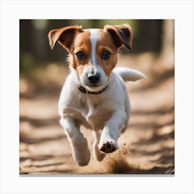 Jack Russell Canvas Print
