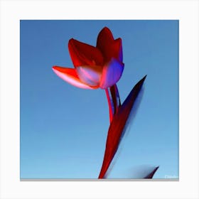 Red Tulip Canvas Print